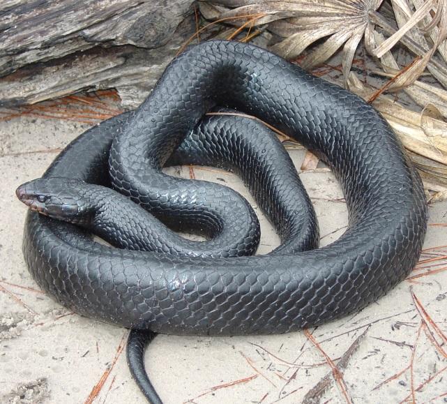 Photo: Dirk Stevenson ATTENTION: THREATENED EASTERN INDIGO SNAKES MAY BE PRESENT ON THIS SITE!