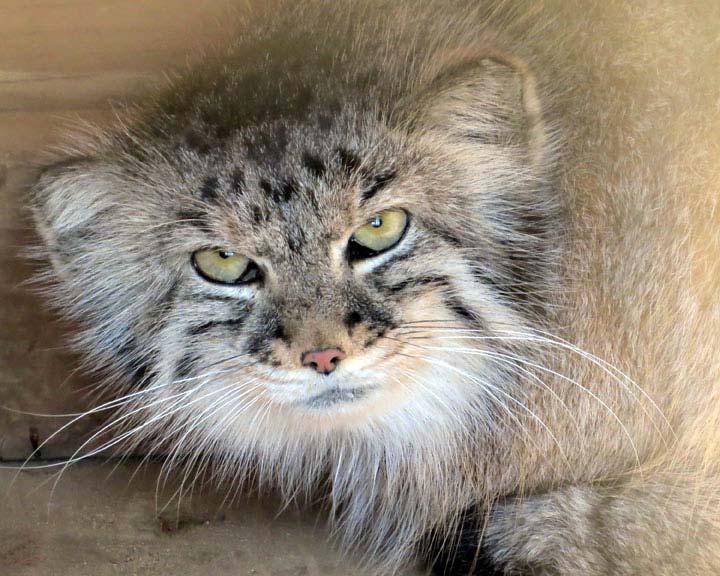 In February, we welcomed our newest addition to the Pallas cat breeding program, Vera, a female born on May 9, 2007, who came from the Cincinnati Zoo.