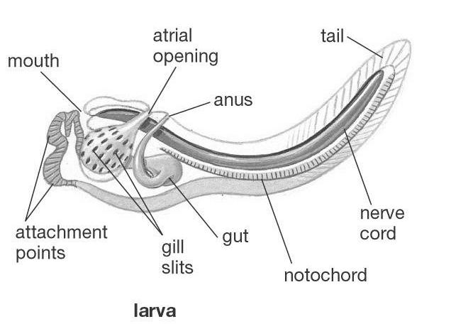 vertebral column Example: