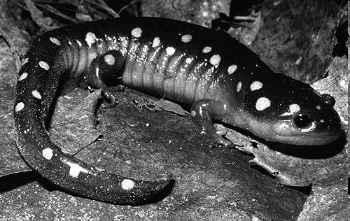 salamanders Vertebrates 5: