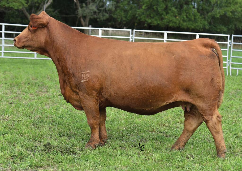 A378 is backed by the ever-popular Caliente female and top donor for Hillstown Farm, U335.