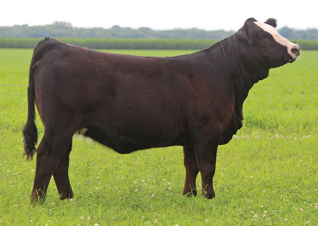 This Vision heifer offers loads of quality and will be fun to show and will be a great asset in the many years to come. Many champions are from this same family.