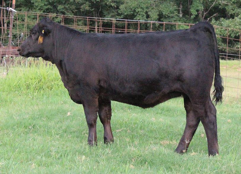 In the 2016 HPF Living Legacy sale Y030 once again stood proudly in the spotlight commanding $65,000 going to Shoal Creek.
