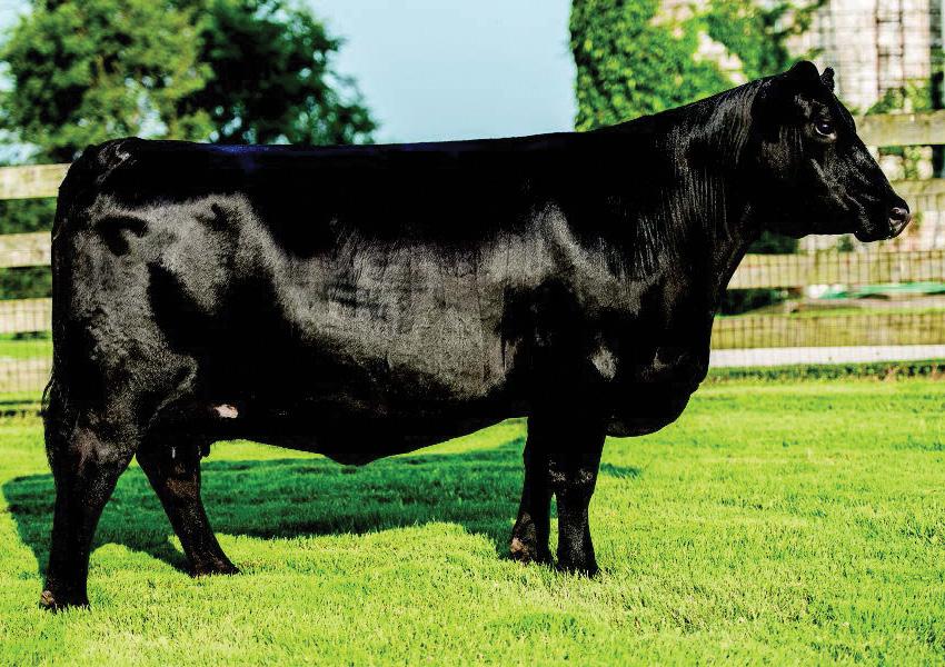 59 114 WLE Uno Mas X549 CAJS Blaze of Glory 10 CAJS Khloe 42ZA JF Milestone 999W HPF/Borne Knockout Y030 Miss Knockout 74T If you need a heifer to catch your attention then look up Knockout 030E.