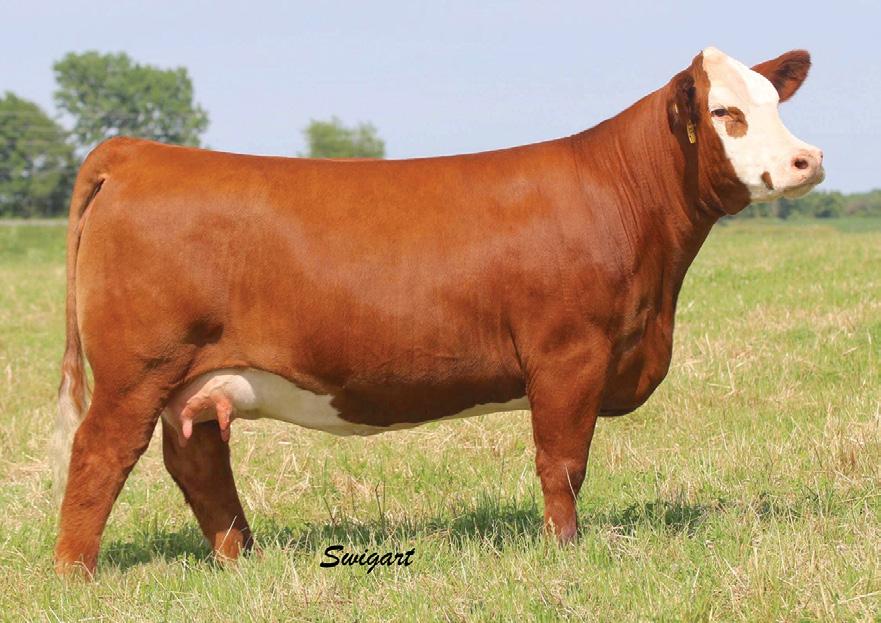 The embryos are sired by our new homozygous polled and homozygous black Eecutive Order herd sire, W/C Double Down. We are donating our best. Hicks Cattle C.o., Steve Hicks 217-799-1105 Red River Farms, Bob Mullion Greg Burden, Mgr.