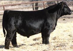 embryos out of a consistent and predictable family. We purchased Erica B079 from Circle M as a bred heifer.