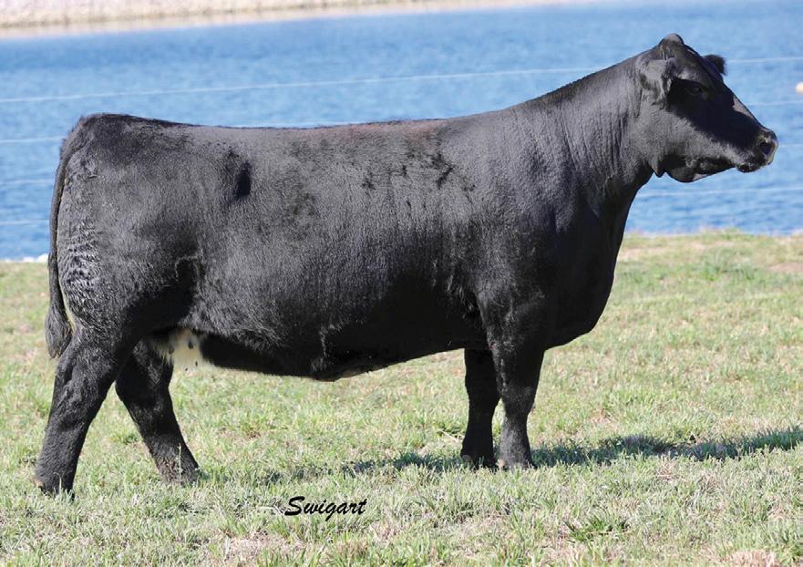 We have a small herd however she has all the good ones. A son won his division at the last years North American and we sold a Grand Fortune and Relentless at this year s Ky Beef Epo.
