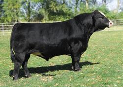 Empress 7050T is a daughter of Triple C Empress and sired by the baldie producer Built Right. Empress 7050T is superb cow that always has impressed anyone that has ever seen her.