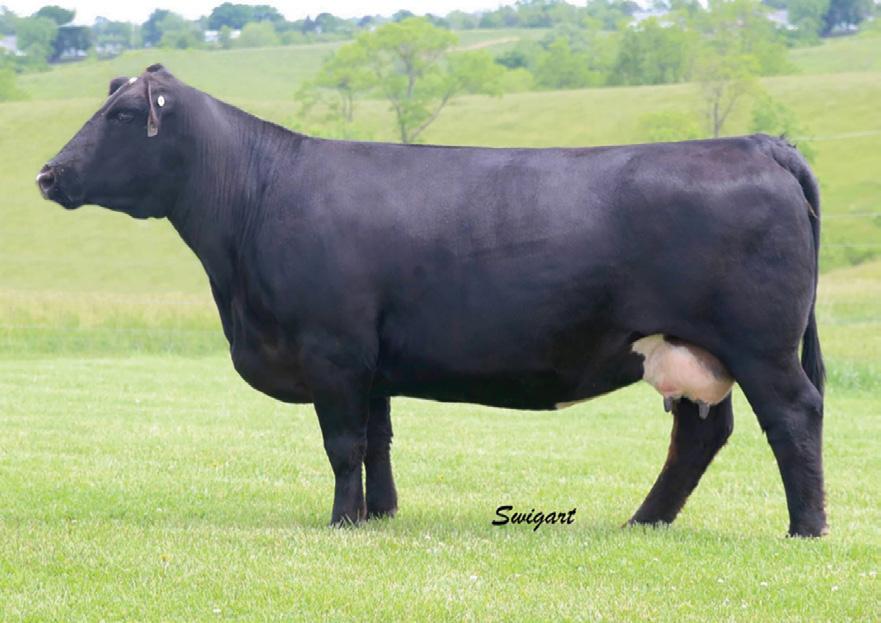 The Empress line has done great things for Triple C, Sanders Ranch, Sunset View, Hudson Pines, Ryan Cattle Co. Janssen Farms, Krieger Farms, B & K and many others.