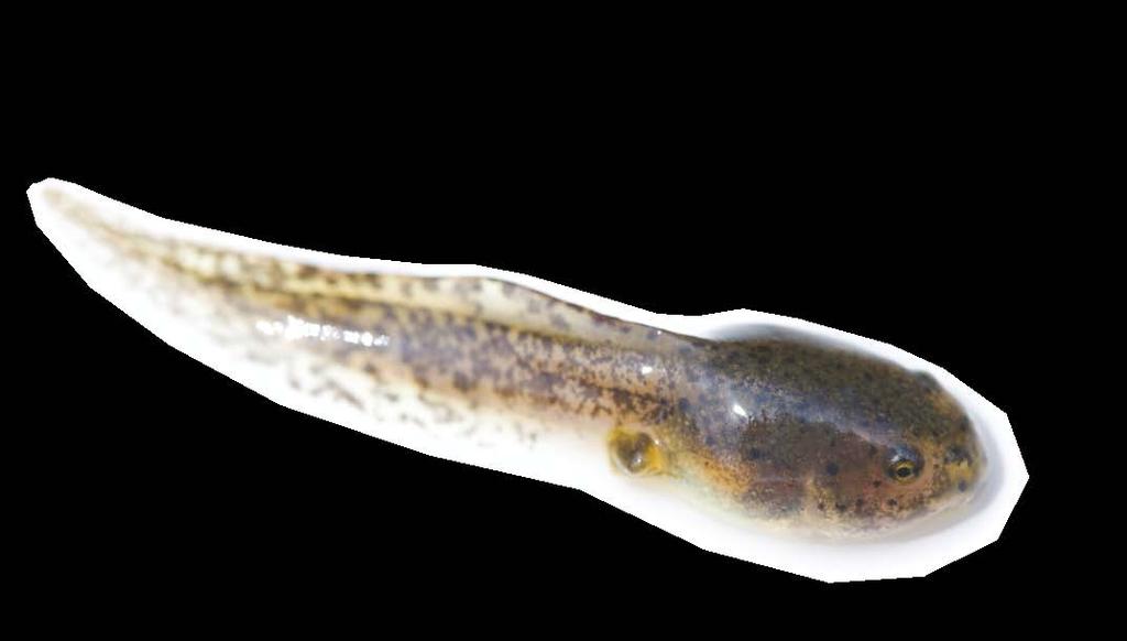 Like fish, tadpoles have tails for