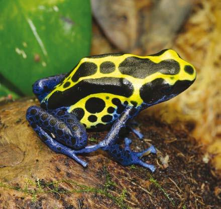 dart frogs come