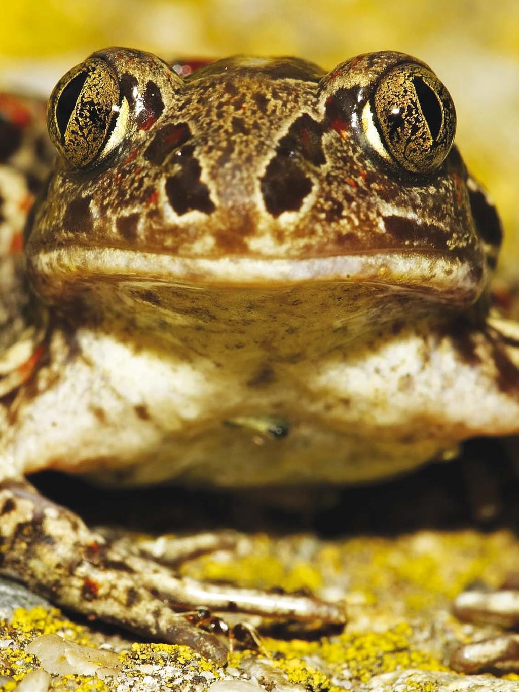 20 The common spadefoot toad