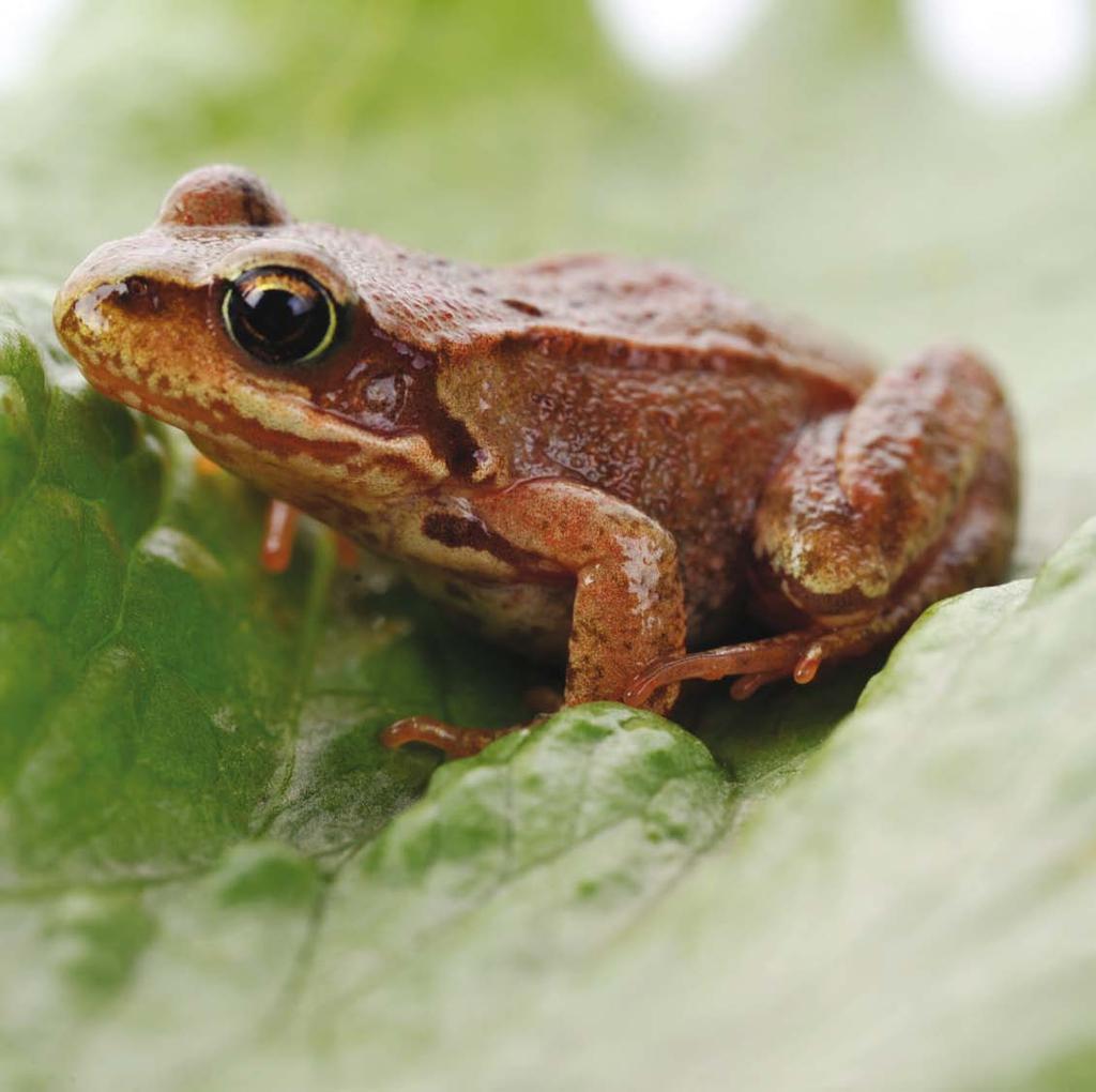 Spring peepers get their name from the sound they make.