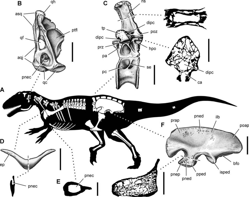 Figure 16. Summary of pneumatic features of the theropod Aerosteon riocoloradensis.