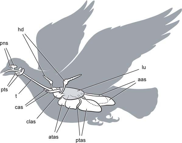 Figure 1. Cranial sinus and postcranial air sac systems in birds. All pneumatic spaces are paired except the clavicular air sac, and the lungs are shaded.