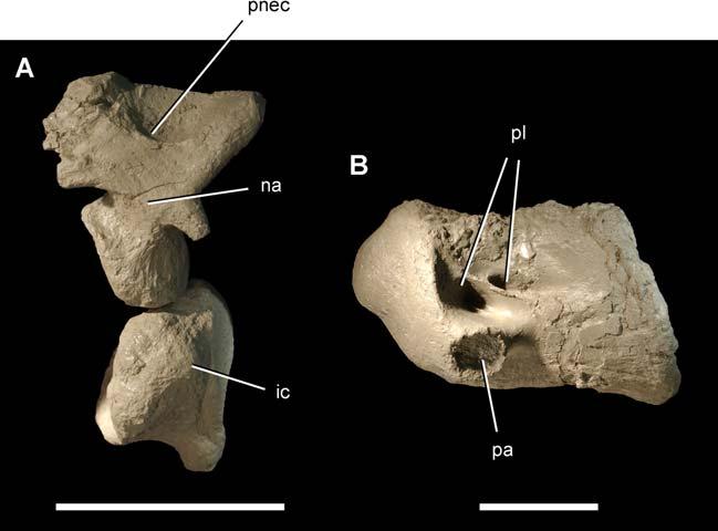 Figure 5. Anterior cervical vertebrae of the theropod Aerosteon riocoloradensis. Atlas and cervical 3 centrum (MCNA-PV-3137; cast) in left lateral view. (A)-Atlas. (B)-Cervical 3 centrum.