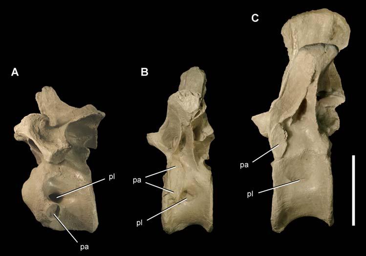 Figure 7. Anterior and mid dorsal vertebrae of the theropod Aerosteon riocoloradensis. Dorsal vertebrae 1, 4 and 8 (MCNA-PV-3137; cast) in left lateral view. (A)-Dorsal 1. (B)-Dorsal 4. (C)-Dorsal 8.