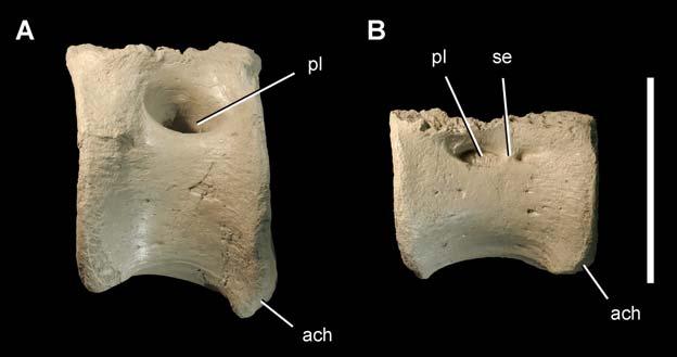 Figure 9. Caudal vertebrae of the theropod Aerosteon riocoloradensis. Anterior and mid caudal centra (MCNA-PV-3137; cast) in left lateral view. (A)-Anterior caudal centrum. (B)-Mid caudal centrum.