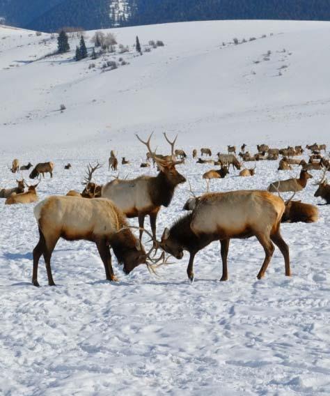 Wyoming Game & Fish Response Wyoming Game and Fish Department (WGFD) Increasing elk surveillance testing in area Providing extra field help to collect
