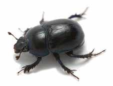 REASON # 4: REASON # 5: Dung beetle friendly Controls lice, mange and more FPO STK $220 Dung beetles provide an estimated $380 million of economic benefit annually in the U.S. 9 Unlike other dewormers on the market today, Cydectin is the most dung beetle friendly.
