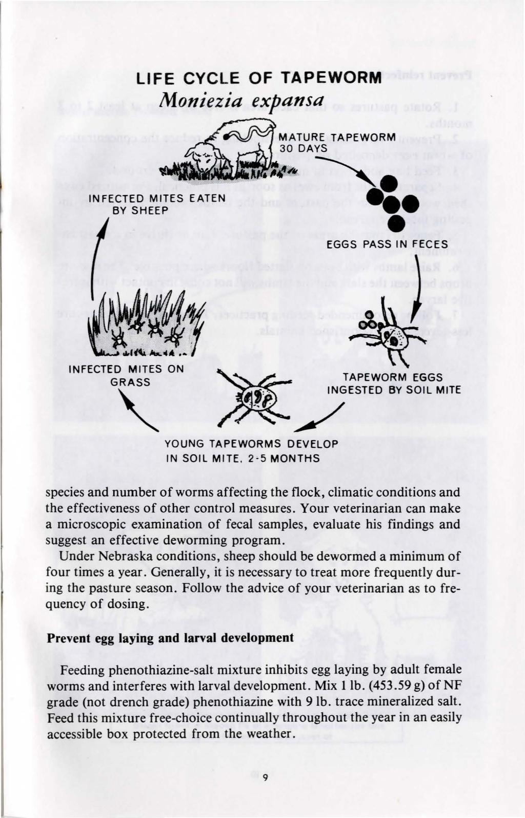 LIFE CYCLE OF TAPEWORM Moniezia expansa INFECTED MITES EATEN BY SHEEP MATURE TAPEWORM 30 DAYS ' EGGS PASS IN FECES INFECTED MITES ON GRASS " / YOUNG TAPEWORMS DEVELOP IN SOIL MITE.