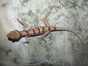 12 Luu V et al. diversity from neighbouring Vietnam (which currently comprises 29 species, see Ziegler et al. 2013). In central Vietnam s Phong Nha Ke Bang National Park two other bent-toed geckos, C.