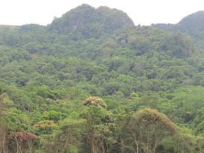 Limestone karst forest in Hin Nam No National Protected Area, Khammouane Province and evergreen forest in Xe