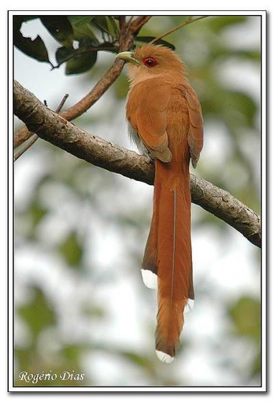 Fig. 2. Adult squirrel cuckoo at perch. [http://www.