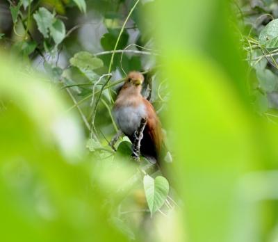 Fig. 4. Squirrel cuckoo foraging stealthily. [http://biogeodb.stri.si.