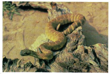 Characteristics: Although this rattlesnake is of moderate size, its bite is very serious.
