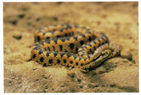Characteristics: The common adder is a small true viper that has a short temper and often strikes without hesitation.