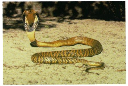When aroused or threatened, the cobra will lift its head off the ground and spread its hood, making it more menacing.