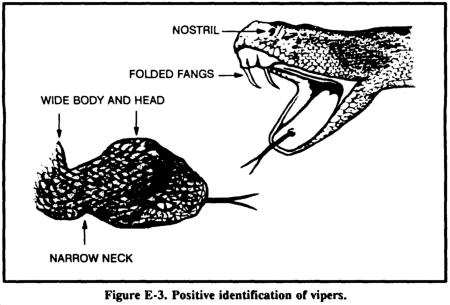 This snake group has developed a highly sophisticated means for delivering venom. They have long, hollow fangs that perform like hypodermic needles. They deliver their venom deep into the wound.