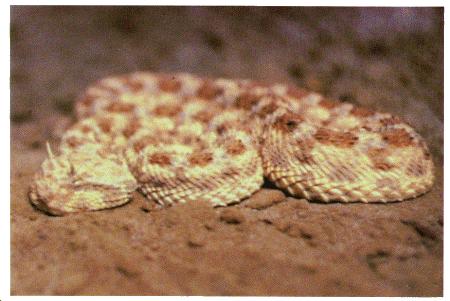 Horned desert viper Cerastes cerastes Description: Pale buff color with obscure markings and a sharp spine (scale) over each eye.