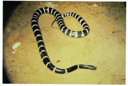 It is deadly--about 15 times more deadly than the common cobra It is active at night and relatively passive during the day.