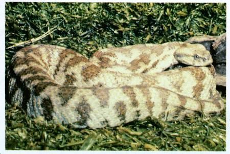 Levant viper Vipera lebetina Description: Gray to pale brown with large dark brown spots on the top of the black and a " " mark on top of the head.