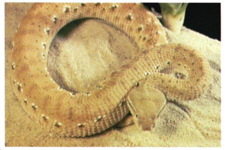 This viper is very irritable; it hisses, coils, and strikes at any intruder that ventures too close.
