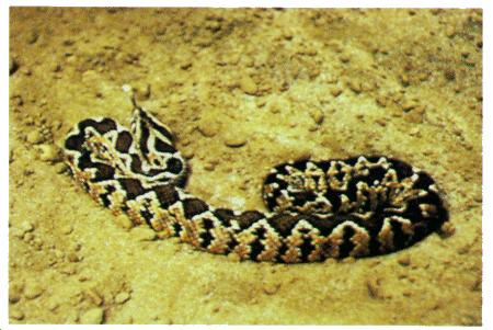 Characteristics: The Palestinian viper is closely related to the Russell's viper of Asia.