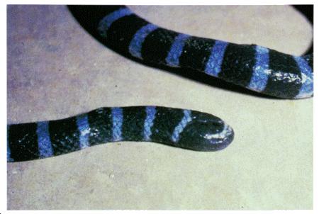 POISONOUS SEA SNAKES Banded sea snake Laticauda colubrina Description: Smooth-scaled snake that is a pale shade of blue with black bands. Its oarlike tail provides propulsion in swimming.