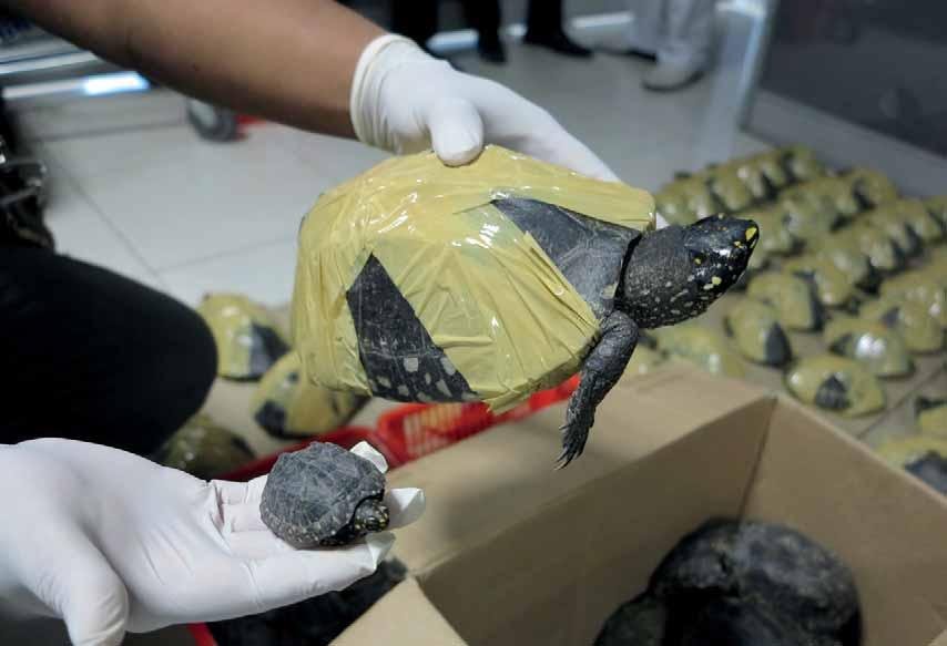 Black Spotted Turtles seized in on the of 2 Photo credit: /TRAFFIC During the research period, Thailand was found to be part of the intended trade route in at least 12 seizure records.
