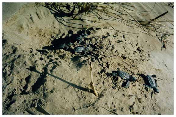 (coast section 5.13), June 1996. Photo R. Chatto.