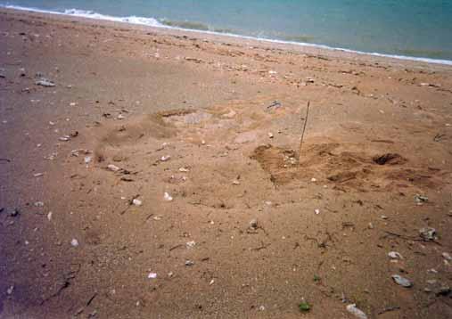 Marine turtle nesting in the NT Arnhem -Wessel Coast Section 6.15 Site(s): Burgunngura Is. (11 35.4' S, 136 04.9' E).