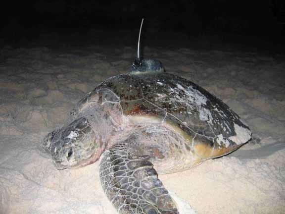 Groote Marine turtle nesting in the NT Coast section Observation Flatback Turtle Green Turtle Mix of Flatback or Green Hawksbill Turtle Olive Ridley Turtle Mix of Hawksbill or Olive Ridley Unknown