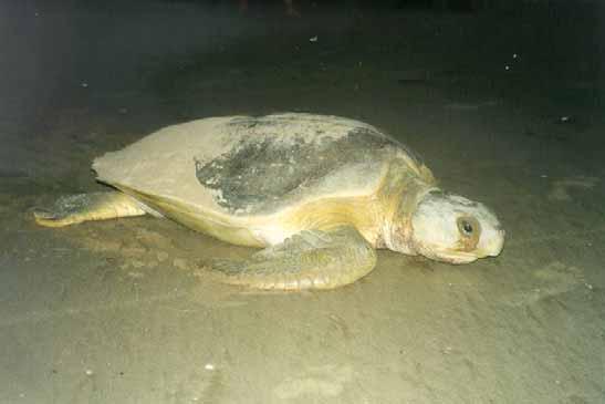 Marine turtle nesting in the NT Nesting activity by species - Flatback Turtle islands (except the Tiwi Islands) and mainland beaches between the WA border and Cape Don on the Cobourg Peninsula to the
