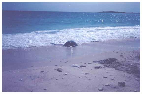 Marine turtle nesting in the NT Nesting activity by species - Green Turtle Numbers Throughout the surveys there were 362 records totalling 2 780 nests and/or tracks for Green Turtles around the NT
