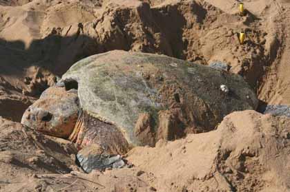Nesting activity by species Loggerhead Turtle Marine turtle nesting in the NT Loggerhead Turtle Legal and Conservation Status NT [Territory Parks and Wildlife Conservation Act (2006)] Legal Status