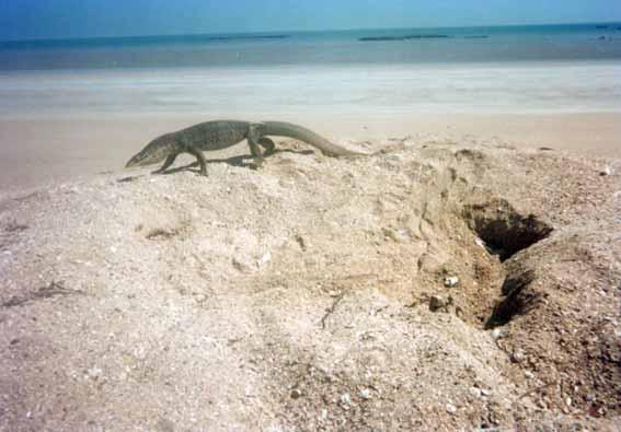 Anson-Beagle Marine turtle nesting in the NT Plate 13. V.