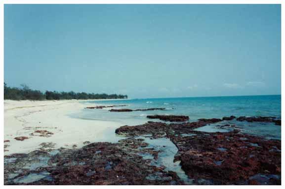 Marine turtle nesting in the NT Cobourg Nesting Summary This bioregion is extremely important for marine turtle nesting, particularly the Black, Smith and Danger Point areas on Cobourg Peninsula,