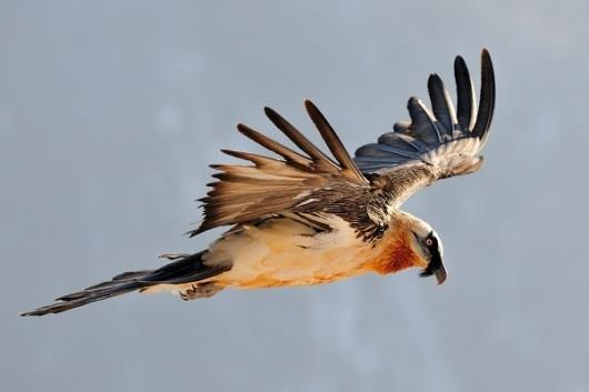 PRESERVING THE BEARDED VULTURE : a new MOU Gypaetus barbatus : Key facts A protected species - A diurnal bird of prey, exclusively living on bones from carrions - Mating season from November to