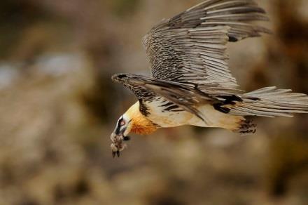 PRESERVING THE BEARDED VULTURE : a new MOU Action by the French armed forces - Reducing the impact of military air traffic on the species during its mating season - Protecting biodiversity in
